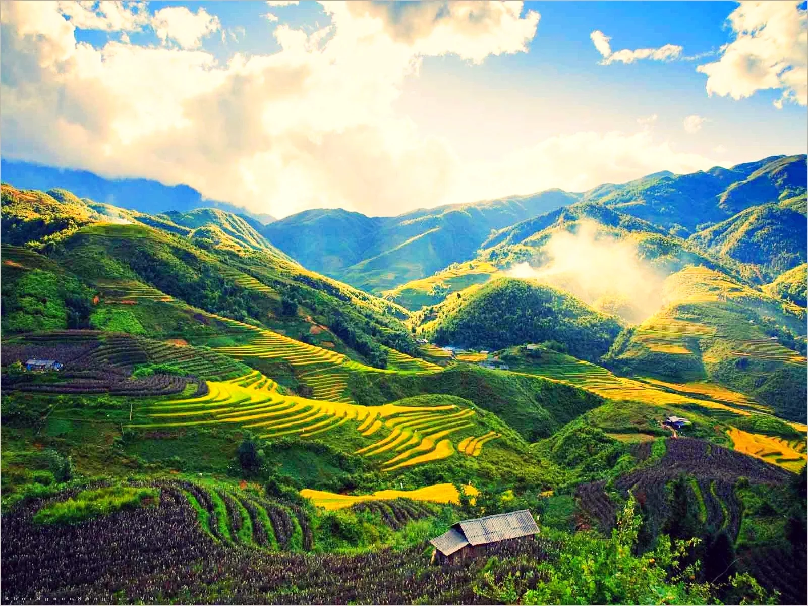 Ảnh đẹp thiên nhiên ruộng bậc thang mùa lúa chín tại vùng núi Tây Bắc Việt Nam