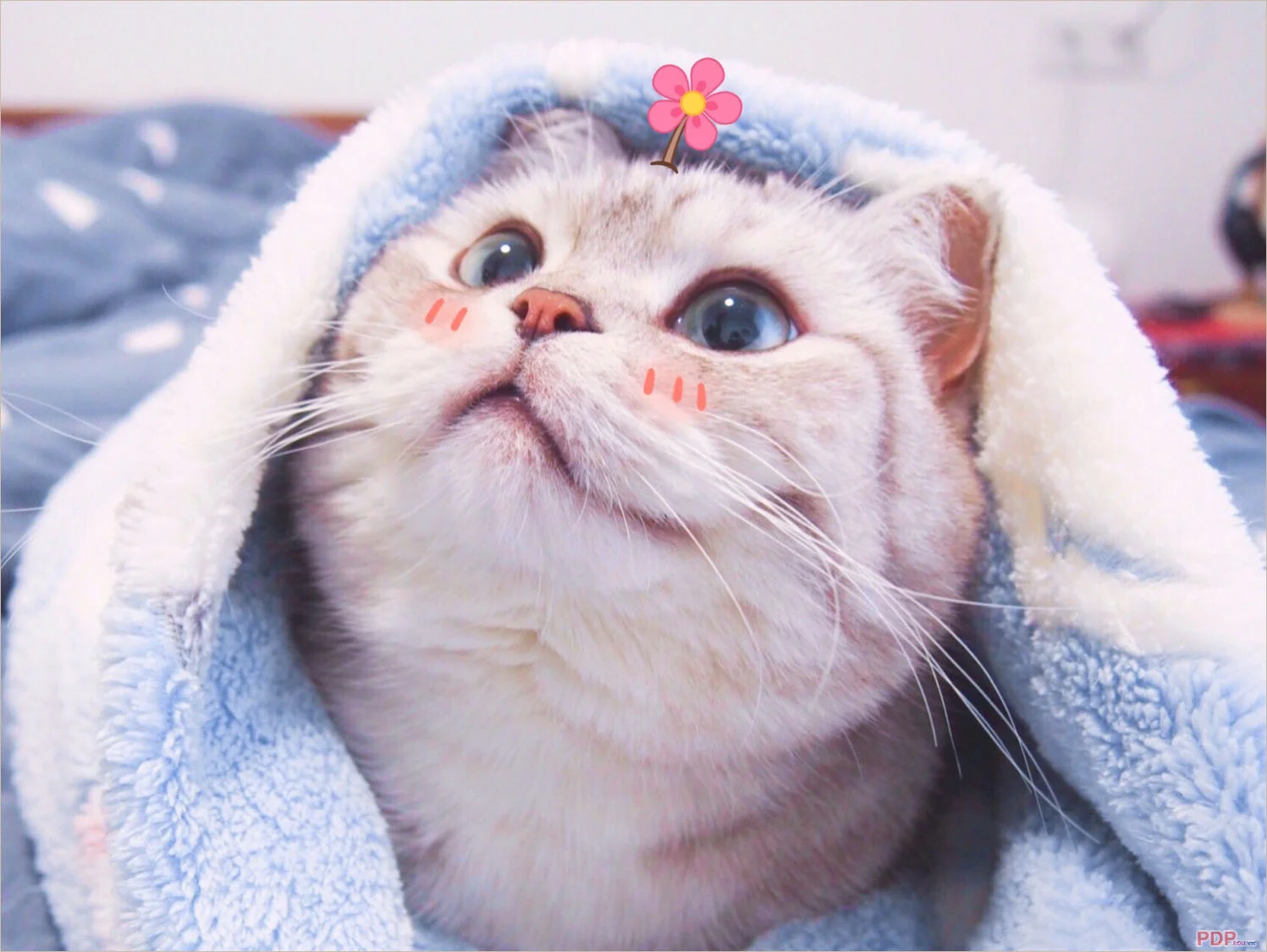 hình mèo cute đang được quấn trong chăn ấm áp với biểu cảm dễ thương