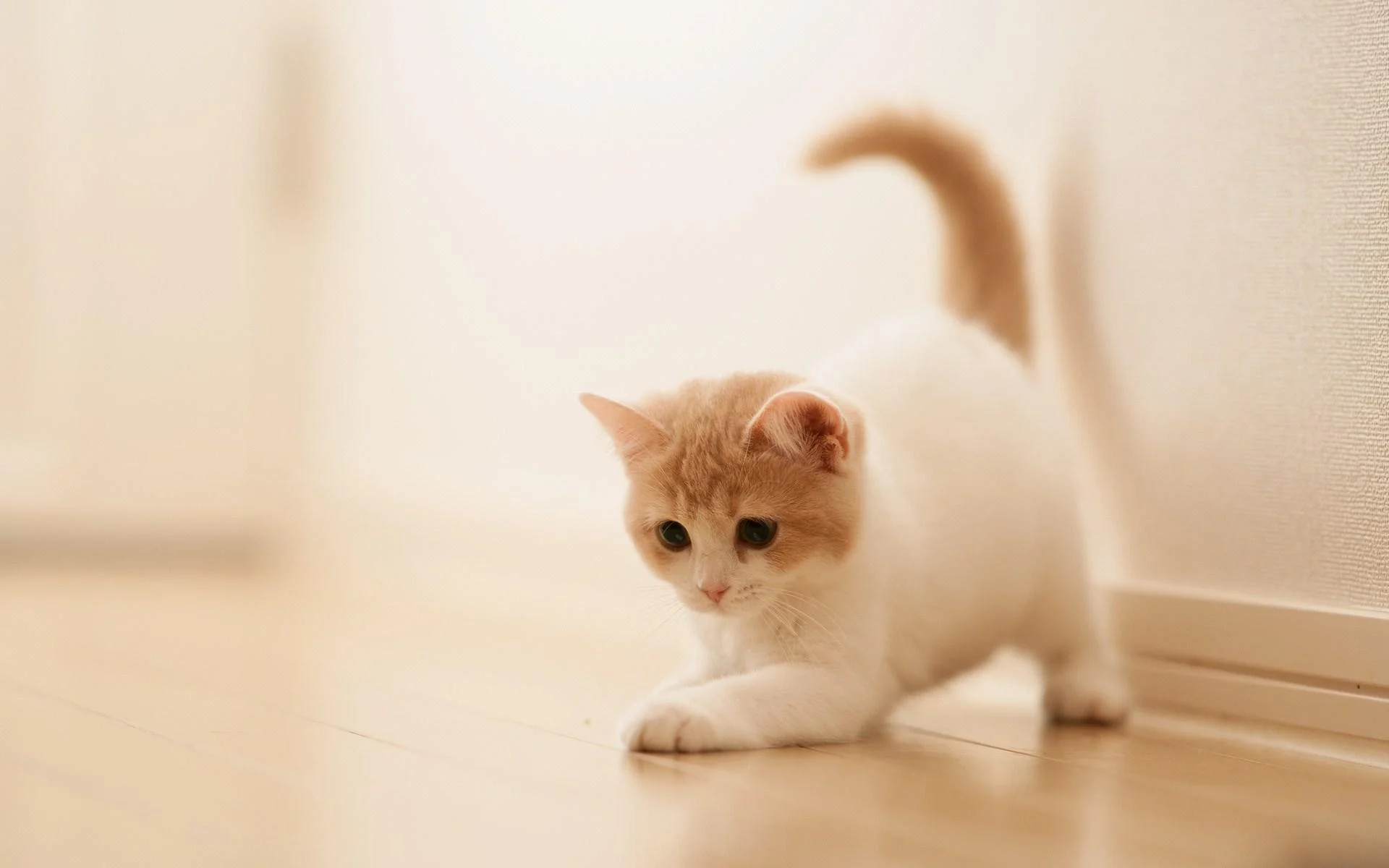 Mèo con cute đang chơi đùa trên sàn nhà