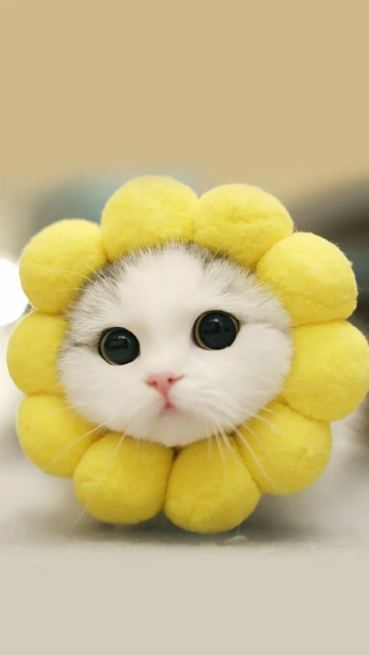 Mèo cute đội mũ hình hoa hướng dương vàng