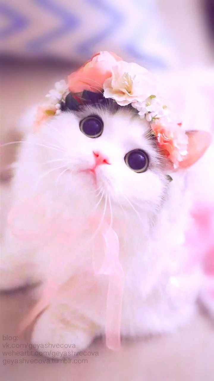 Hình mèo cute đội vòng hoa xinh xắn với đôi mắt to tròn đáng yêu